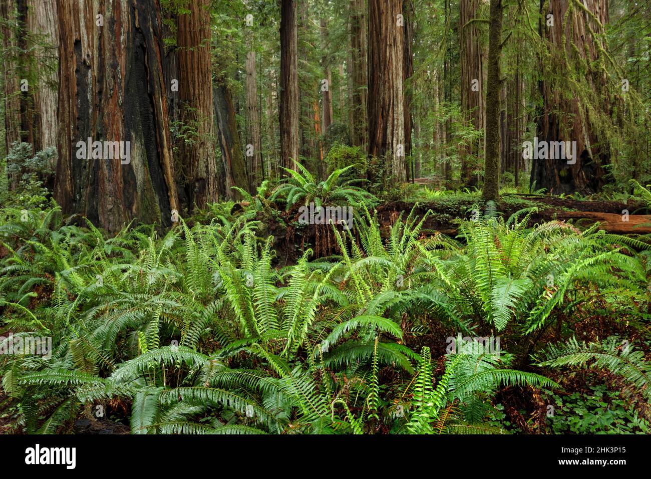 Ferns beneath giant redwood trees, Stout Memorial Grove, Jedediah Smith