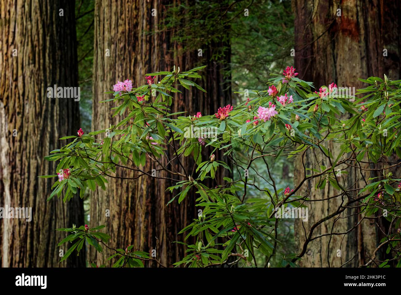 Rhododendron, and giant redwood tree trunks, Redwood National and State Park, California Stock Photo