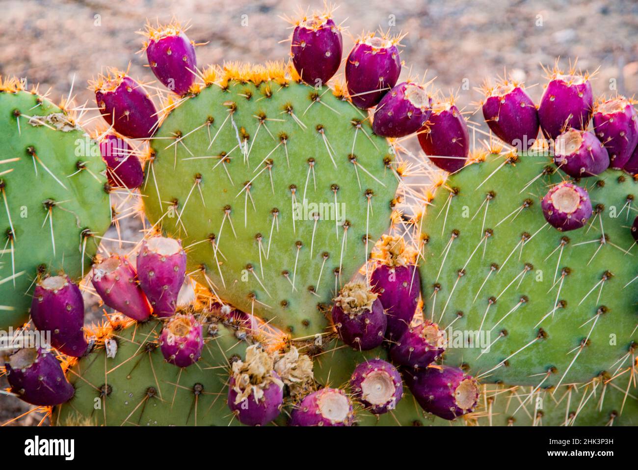 USA, California. Prickly pear cactus, purple color of 'pears' (aka tunas) indicates drought