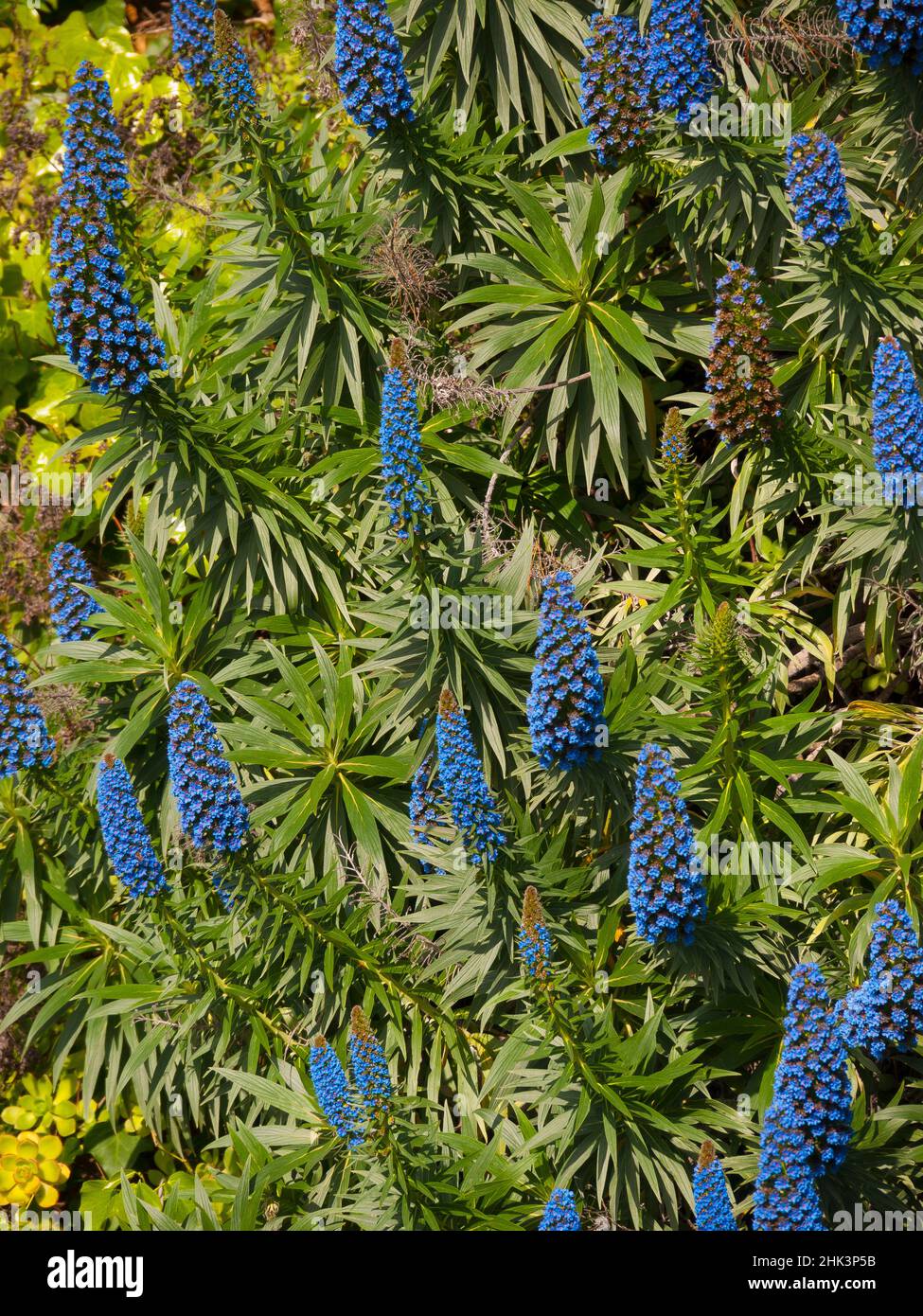 Echium Species, Pride of Madeira, Big Sur, California, USA Stock Photo