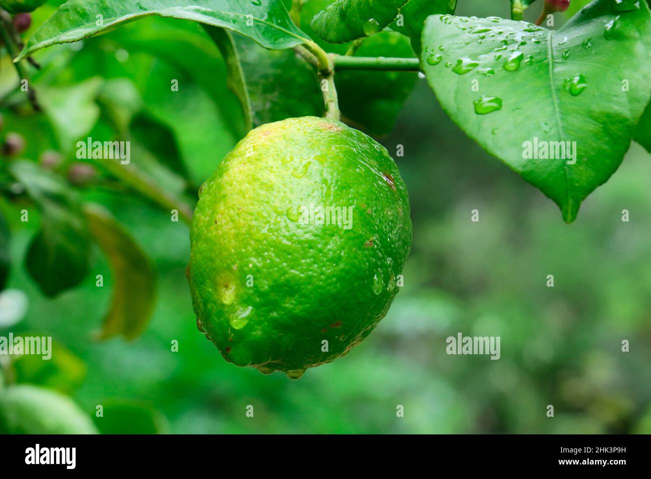 Lemon (Citrus x limon) fruit on tree Stock Photo