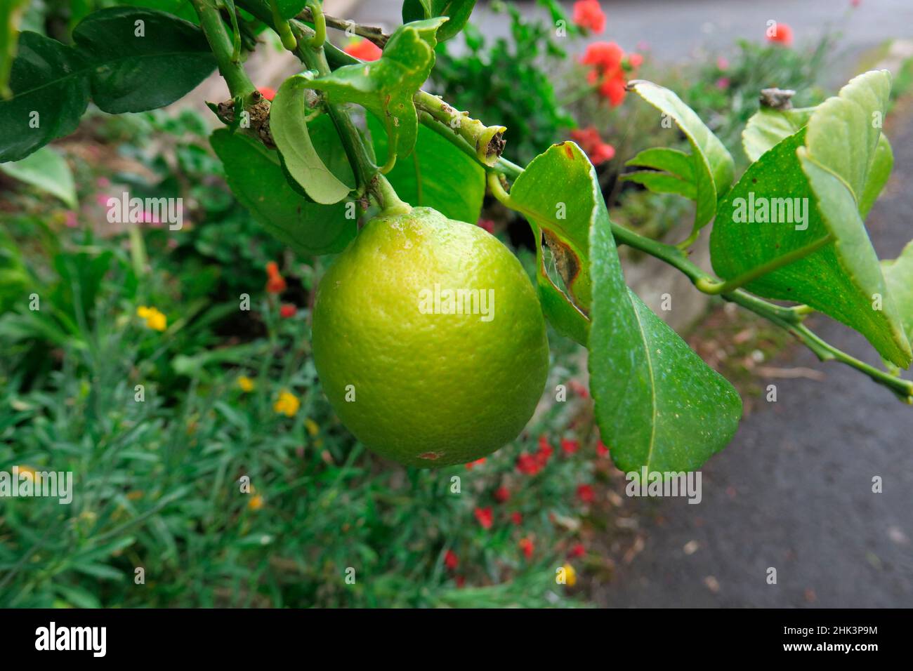 Lemon (Citrus x limon) fruit on tree Stock Photo