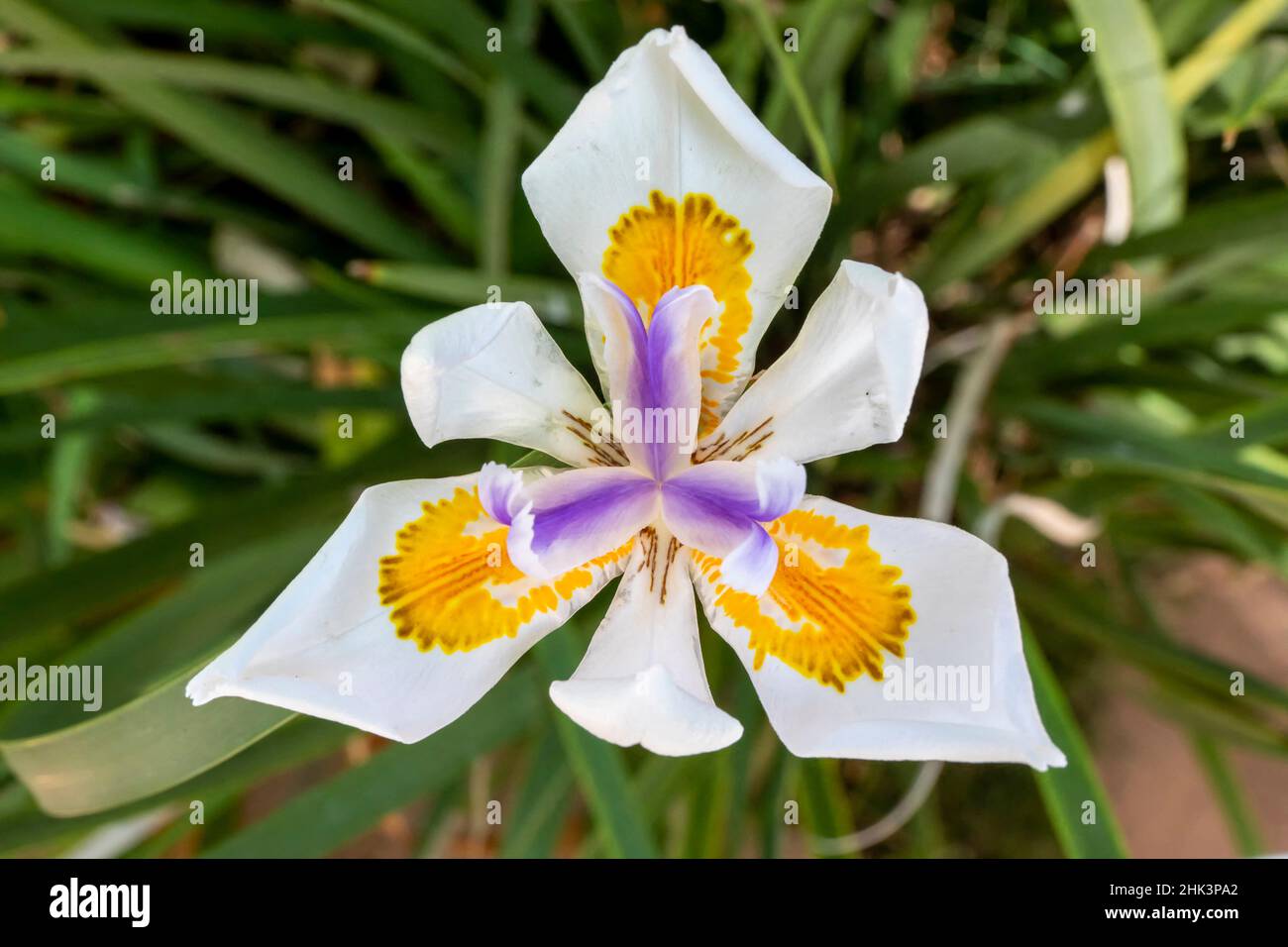 Japanese wild iris to be determined, detail of a flower in summer, public garden of the Villa Noailles in Hyeres, Var, France Stock Photo