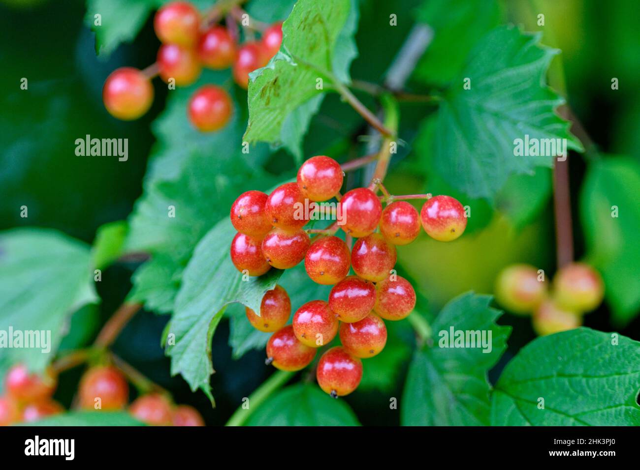 European cranberrybush (Viburnum opulus) fruits, France Stock Photo