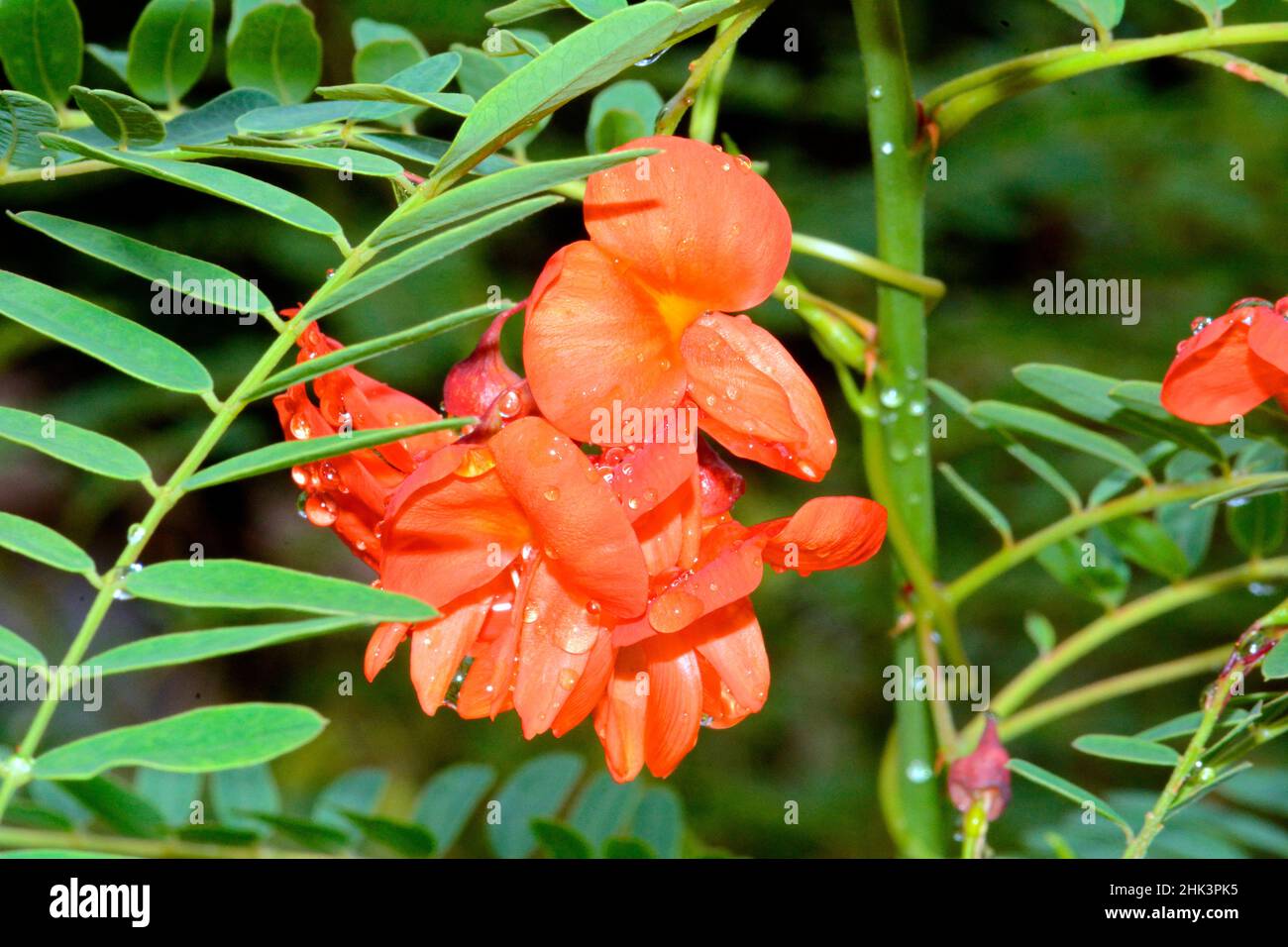 Scarlet sesban (Sesbania punicea) flowers, Brazil Stock Photo