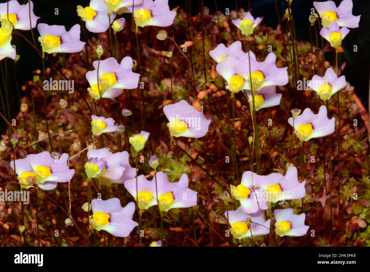Bladderwort (Utricularia bisquamata) flowers Stock Photo