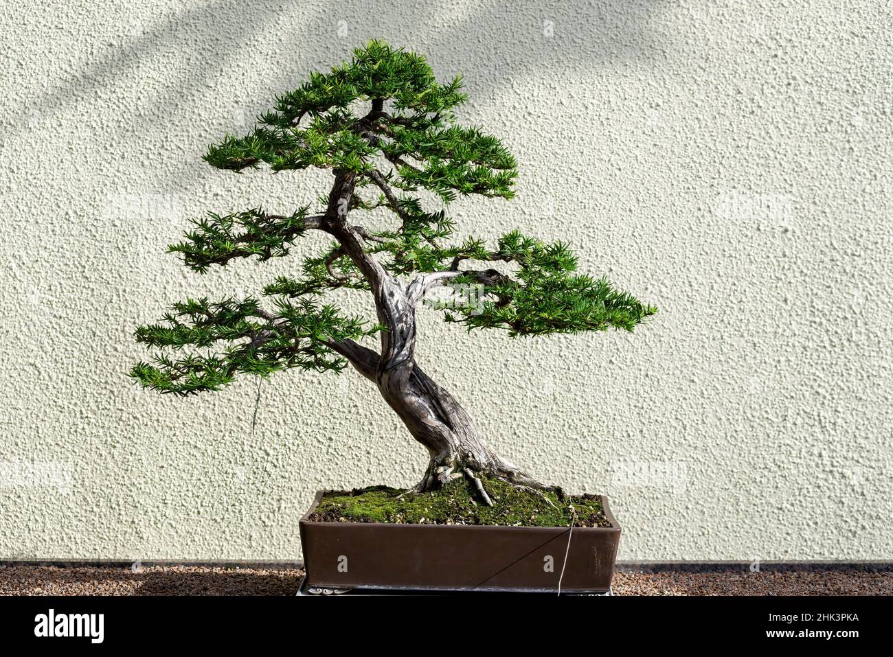 Japanese Yew (Taxus cuspidata), 55 year old bonsai Stock Photo - Alamy