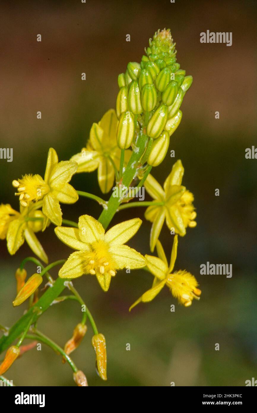 Stalked Bulbine (Bulbine frutescens) flowers, South Africa Stock Photo