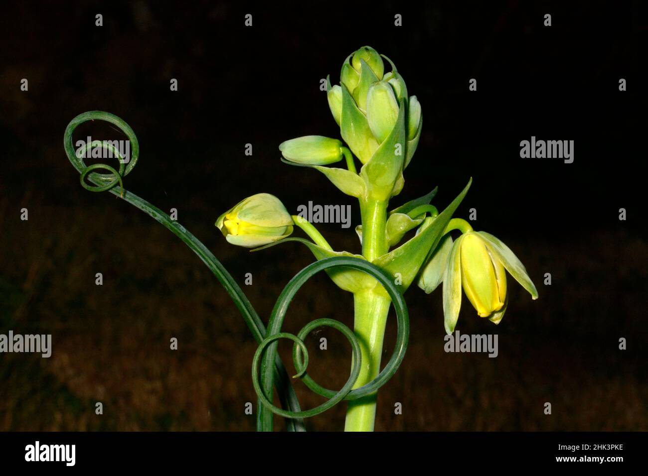 Corkscrew albuca (Albuca spiralis) flowers and tendril, South Africa Stock Photo