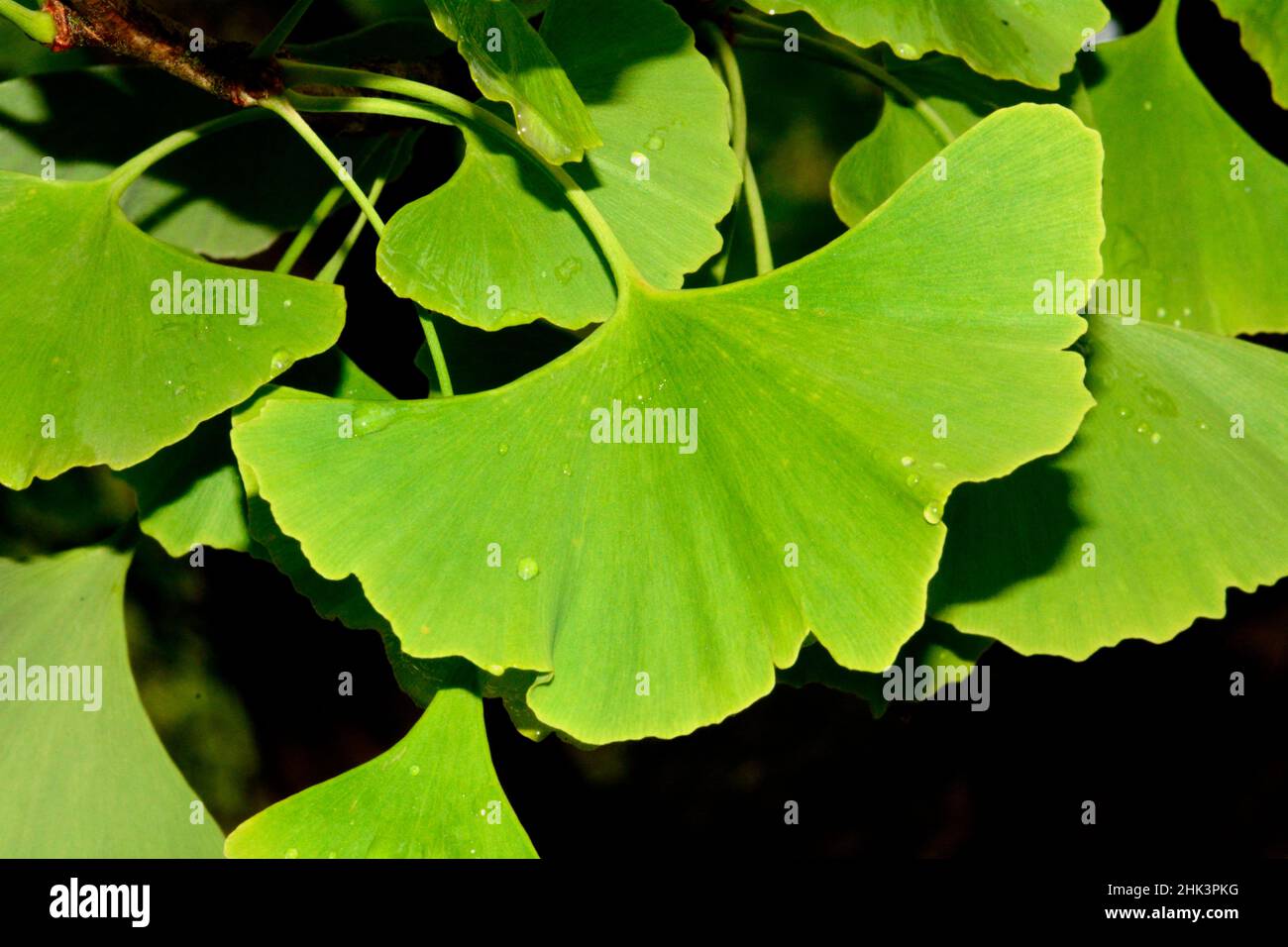 Maidenhair tree (Ginkgo biloba) leaves, Jardin des Plantes, Paris, France Stock Photo