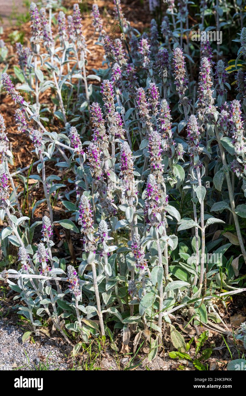 Woolly hedgenettle (Stachys byzantina) in bloom in summer, Pas de Calais, France Stock Photo
