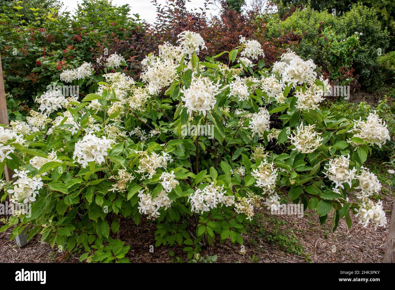 Panicled hydrangea (Hydrangea paniculata) in bloom in a garden, France, Finistere, summer Stock Photo