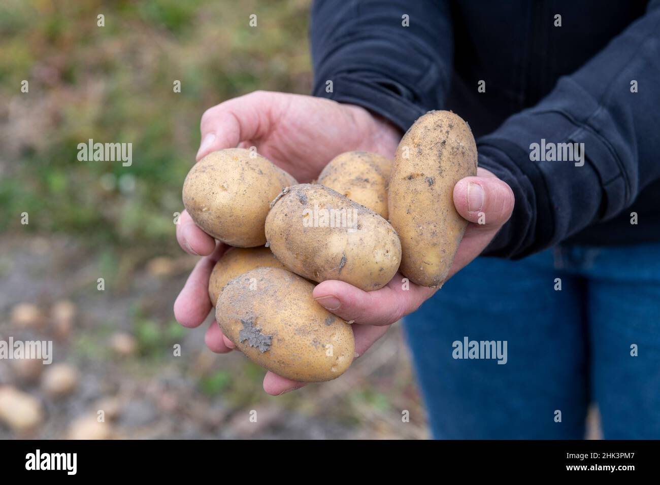 Harvesting 'Charlotte' potatoes in summer, Pas de Calais, France Stock Photo Alamy