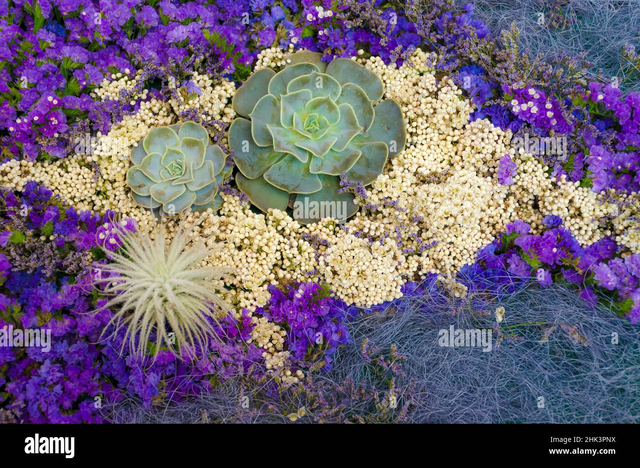 Succulents, Big Sur, California, USA Stock Photo