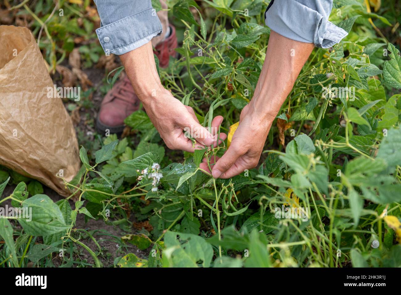 Harvesting green beans in a vegetable garden in summer, Pas de Calais