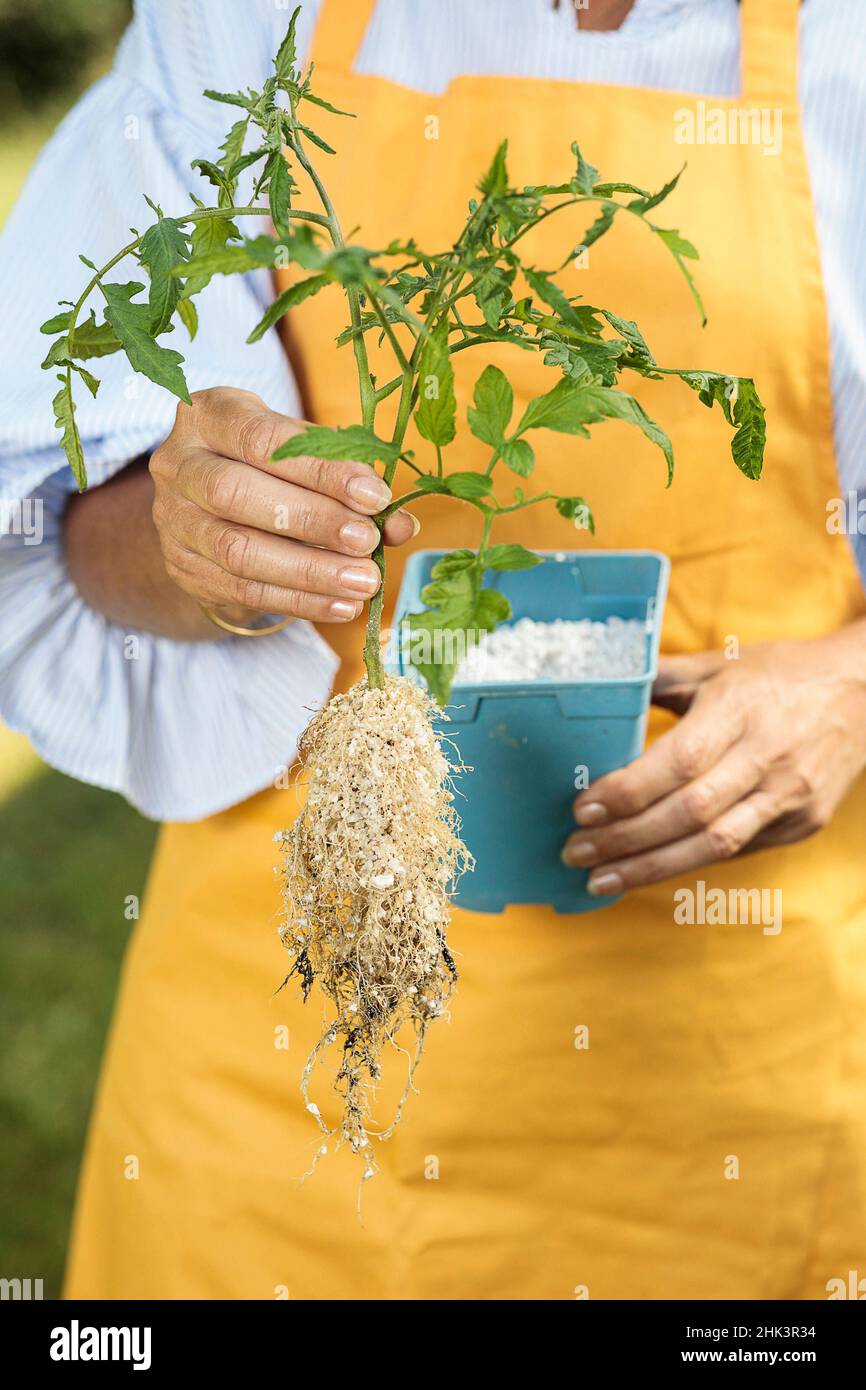Woman holding a tomato cutting: a pruning waste (a tomato gourmand) has been rooted to give a new plant, to be replanted. Stock Photo