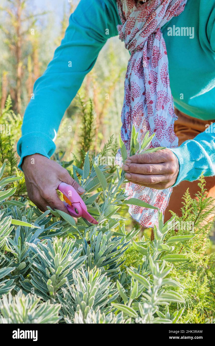 Woman pruning a sage in a Mediterranean garden, in summer Stock Photo