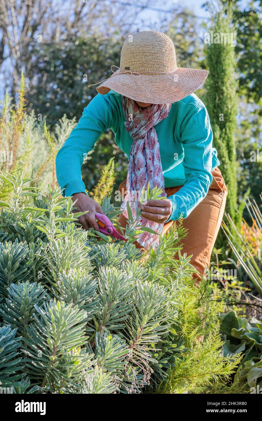 Woman pruning a sage in a Mediterranean garden, in summer Stock Photo