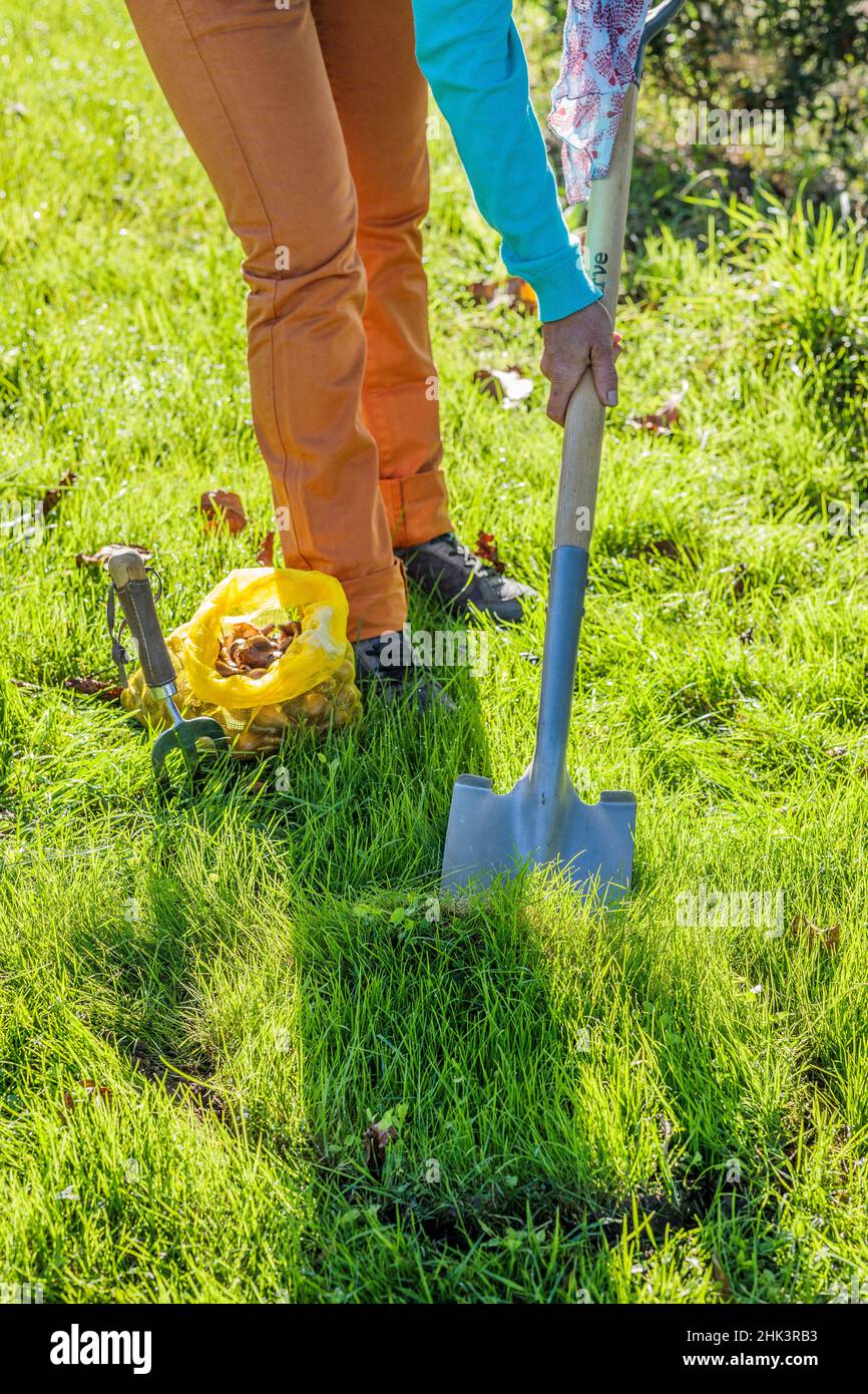 Planting spring flower bulbs in a lawn, step by step. 1 Cut the lawn