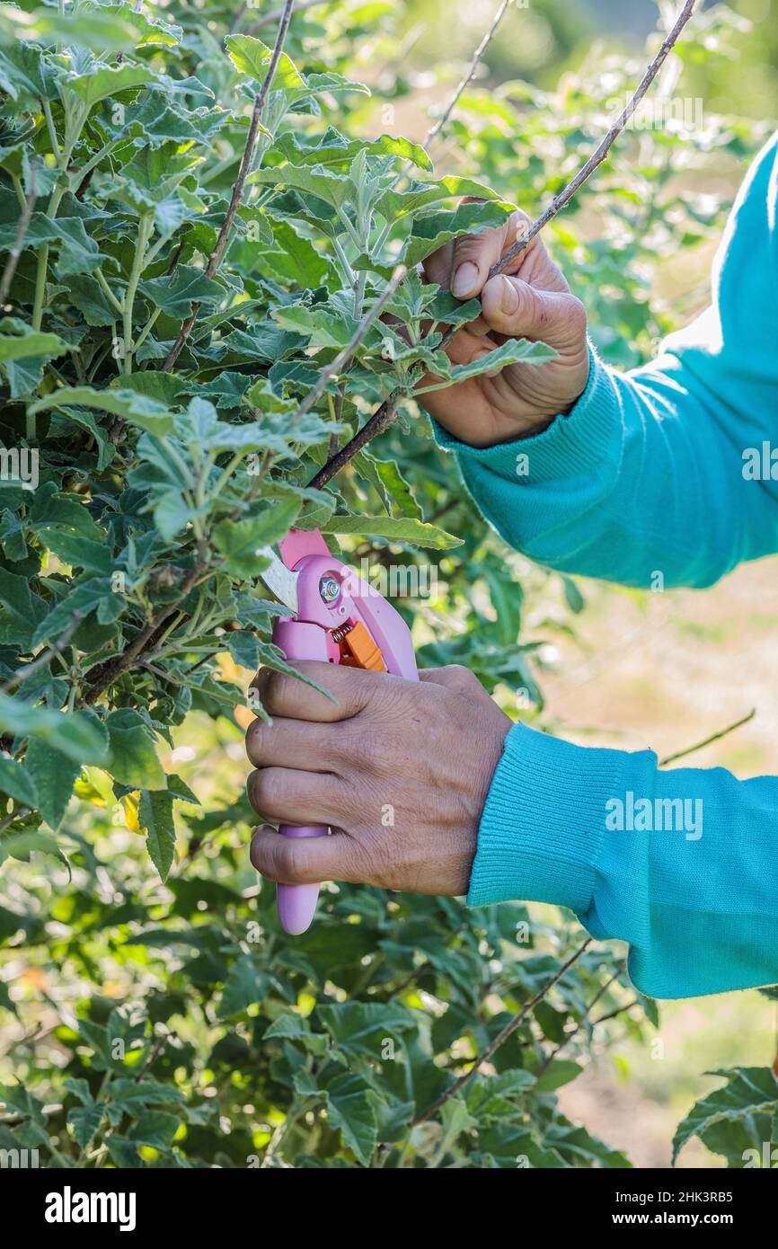 Woman gardening summer hires stock photography and images Alamy
