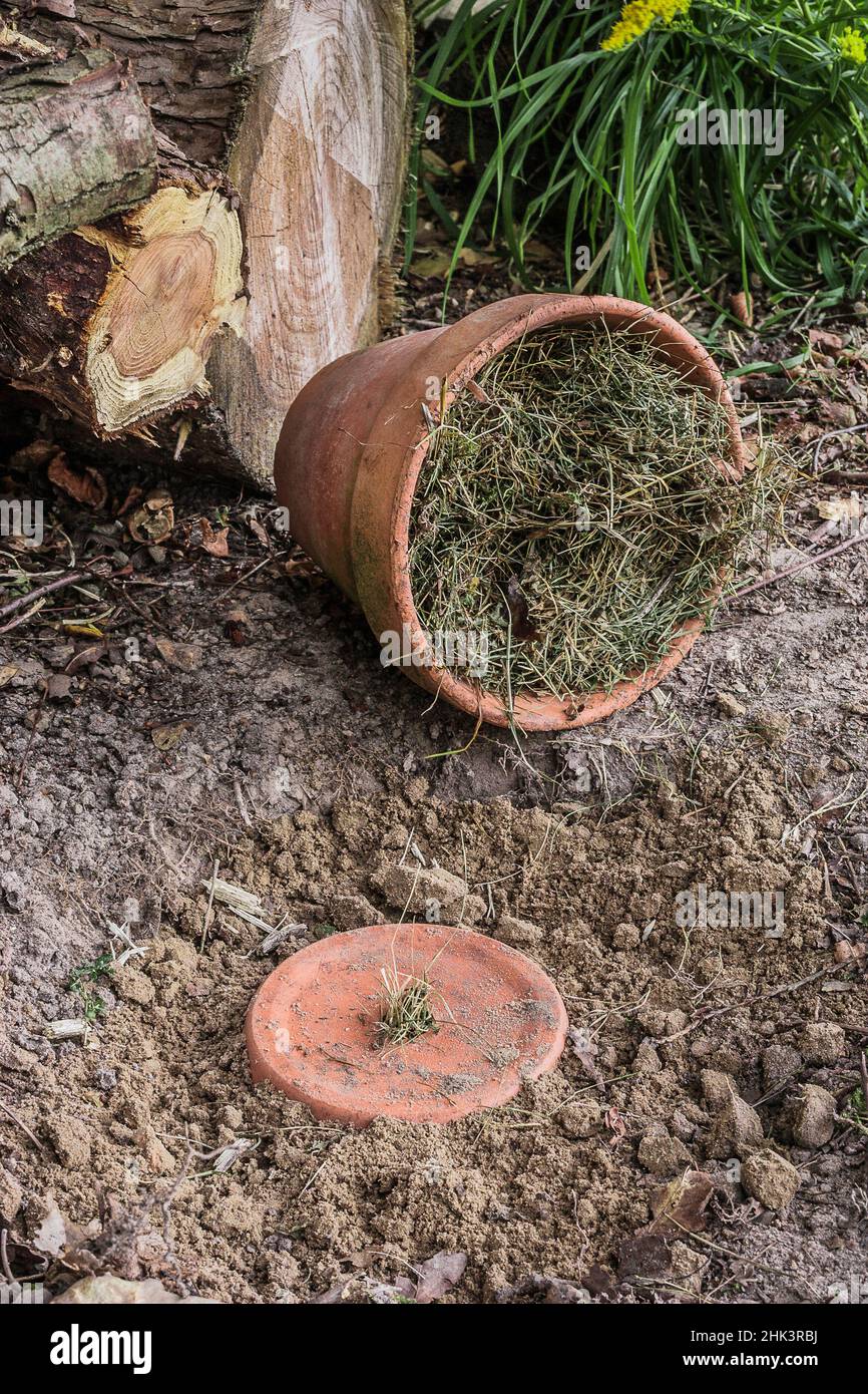 Bumblebee shelter: buried pot filled with dry hay, providing a favourable site for the species that frequent the garden. There is another shelter read Stock Photo