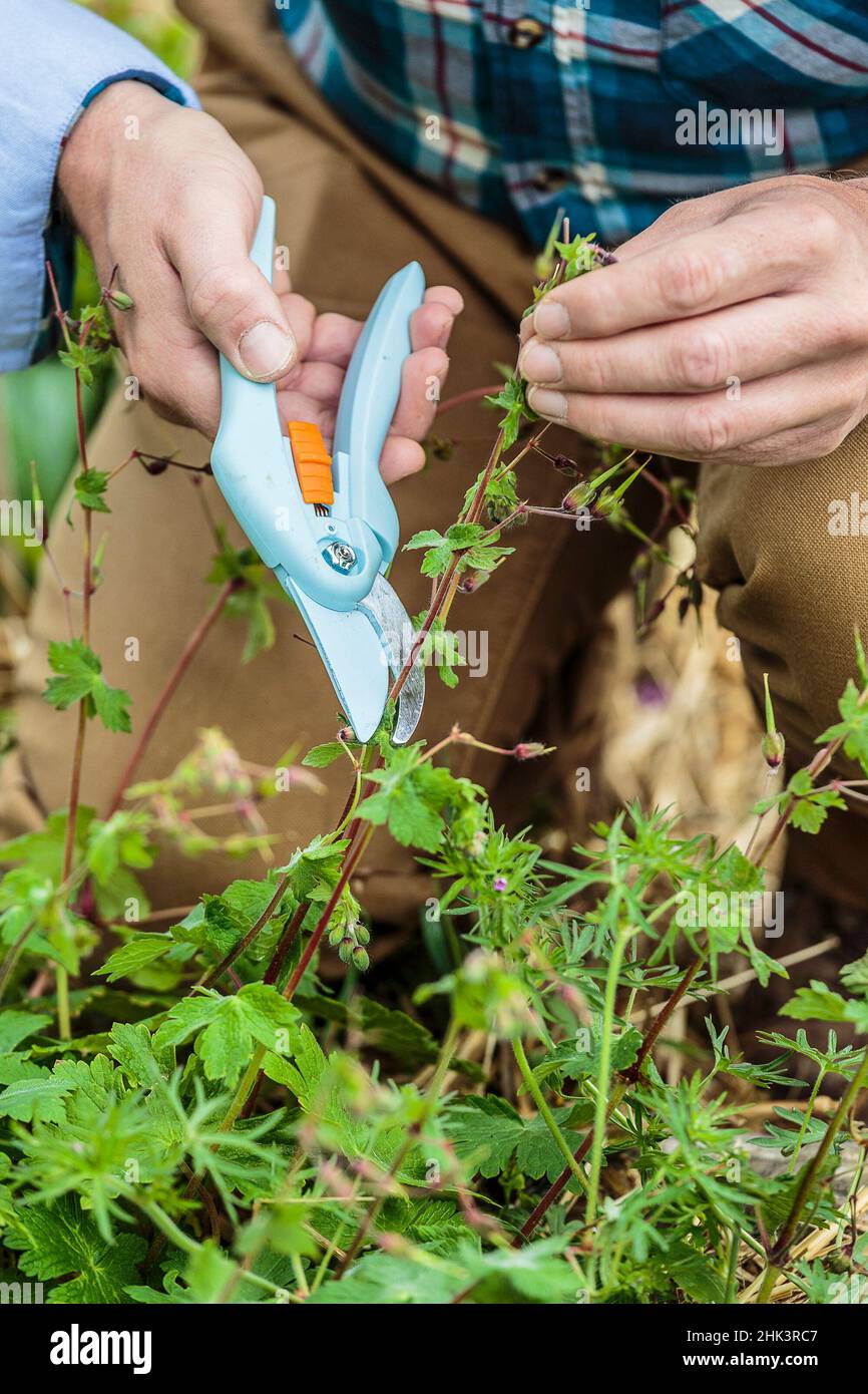 Man cutting the deflowered stems of a perennial geranium. Stock Photo