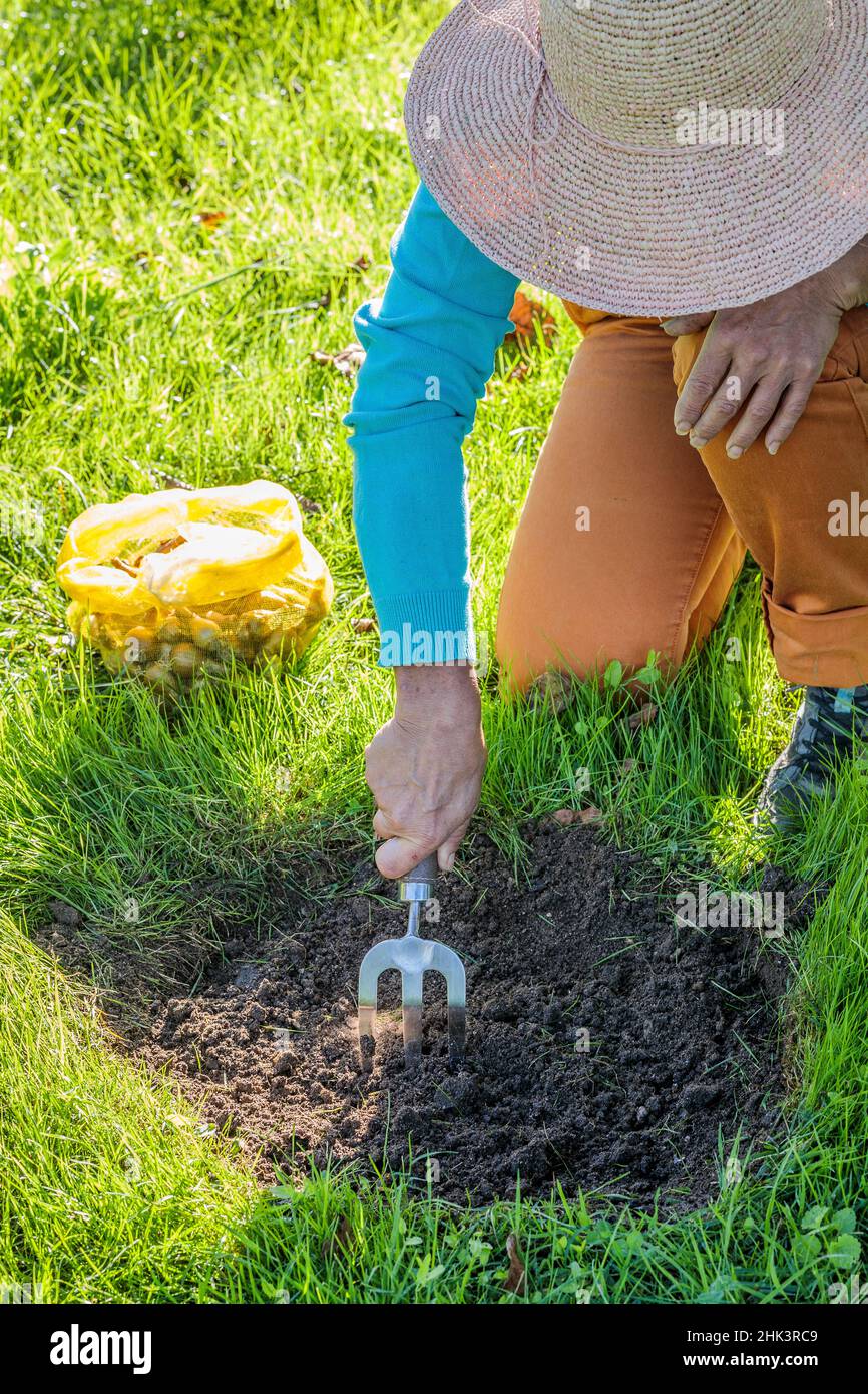 Planting spring flower bulbs in a lawn, step by step. 3 Scratching to
