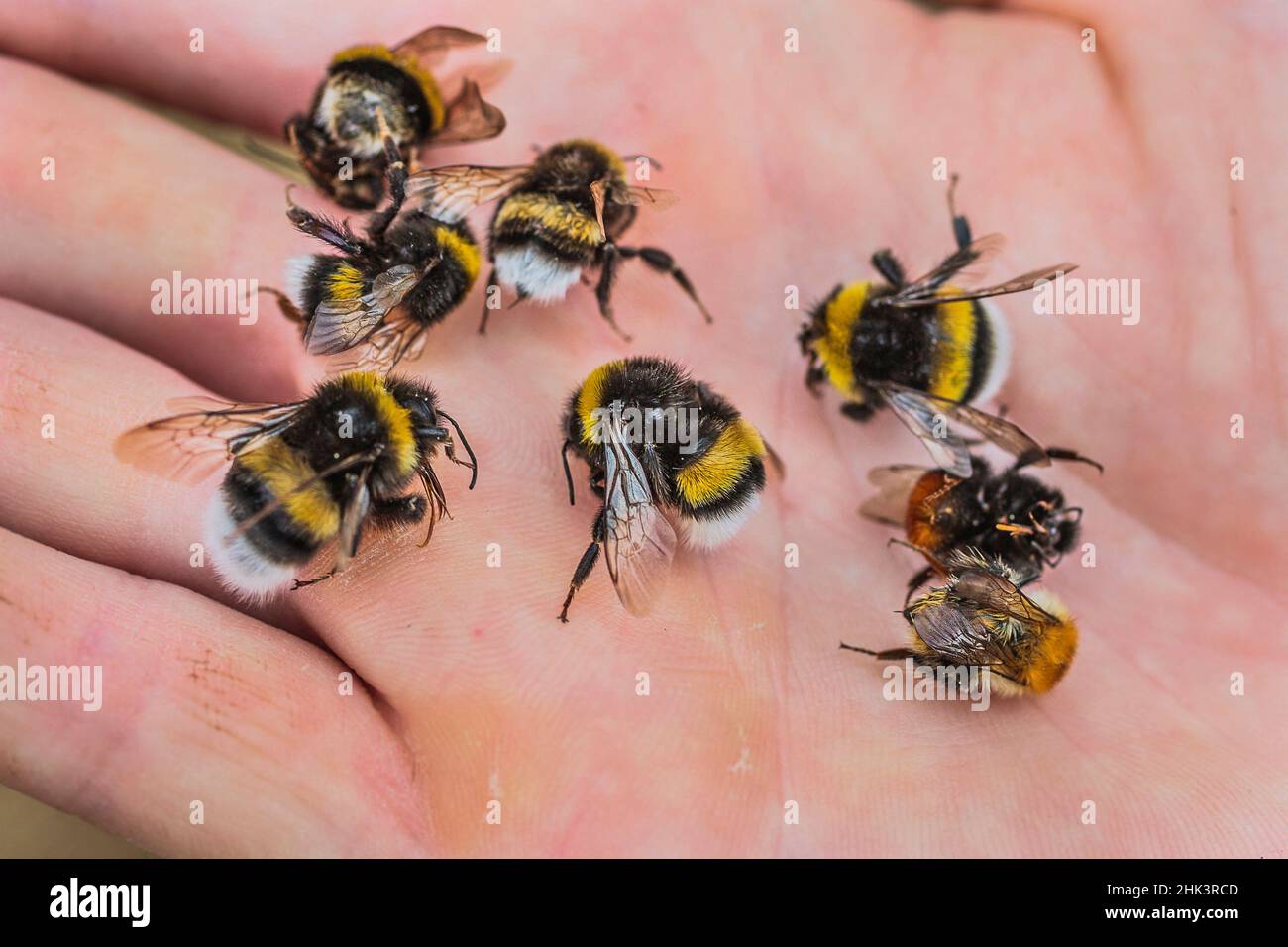 Hand holding bumblebees found dead. Depletion syndrome, toxic nectar or neonicotinoid? Stock Photo