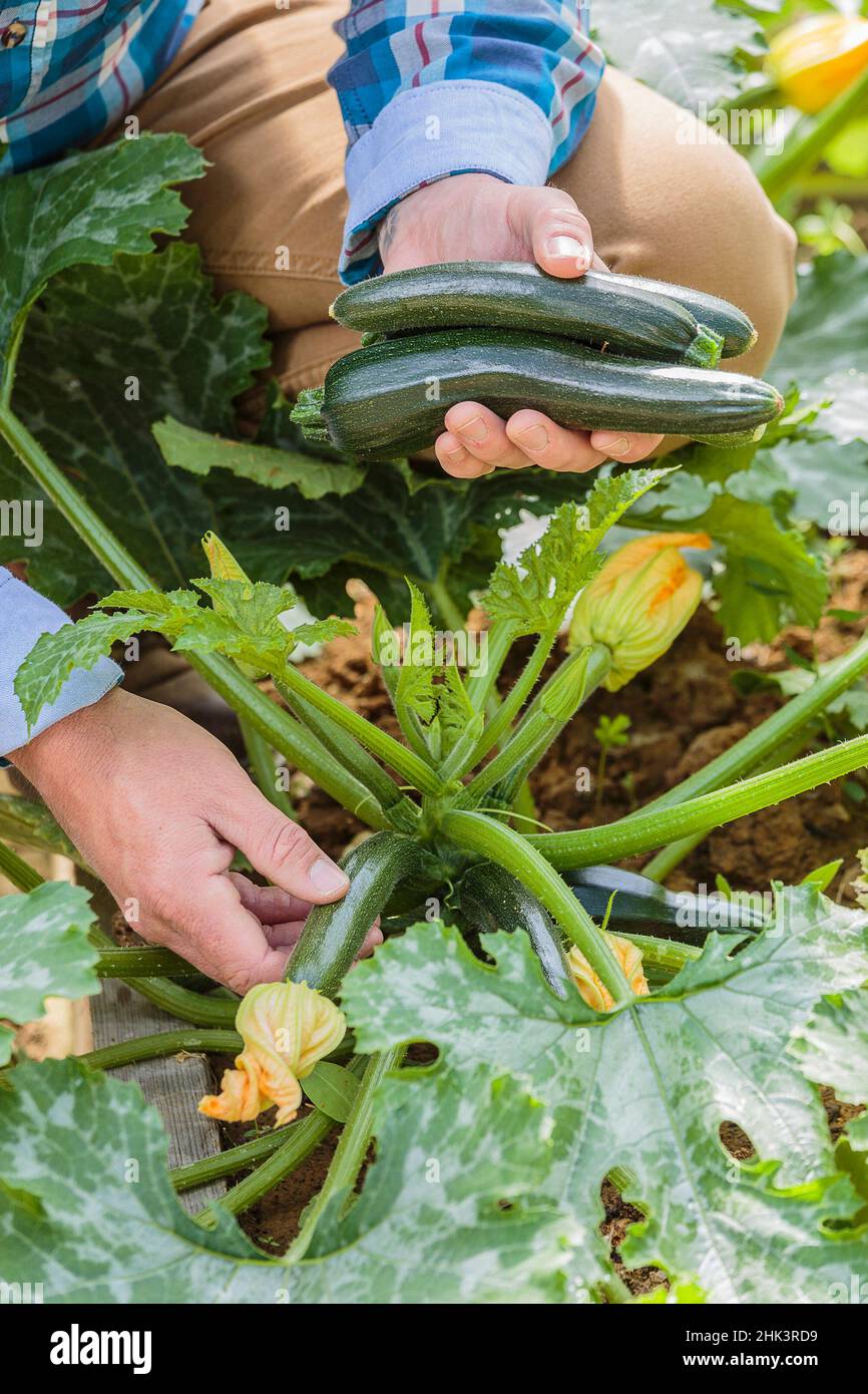 Man harvesting courgettes in a vegetable patch. Stock Photo