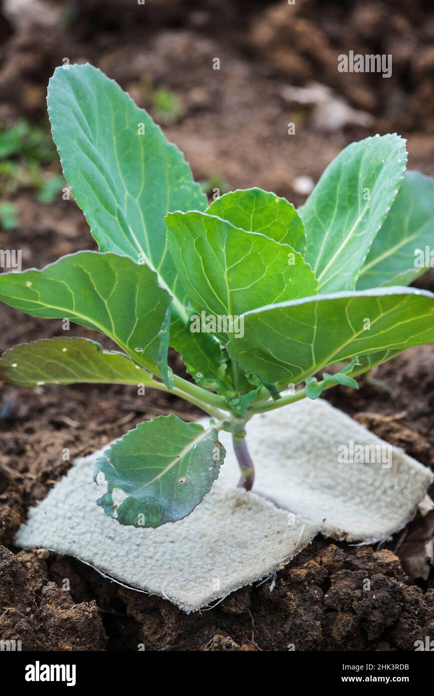 Tip for controlling cabbage flies. A piece of carpet prevents cabbage