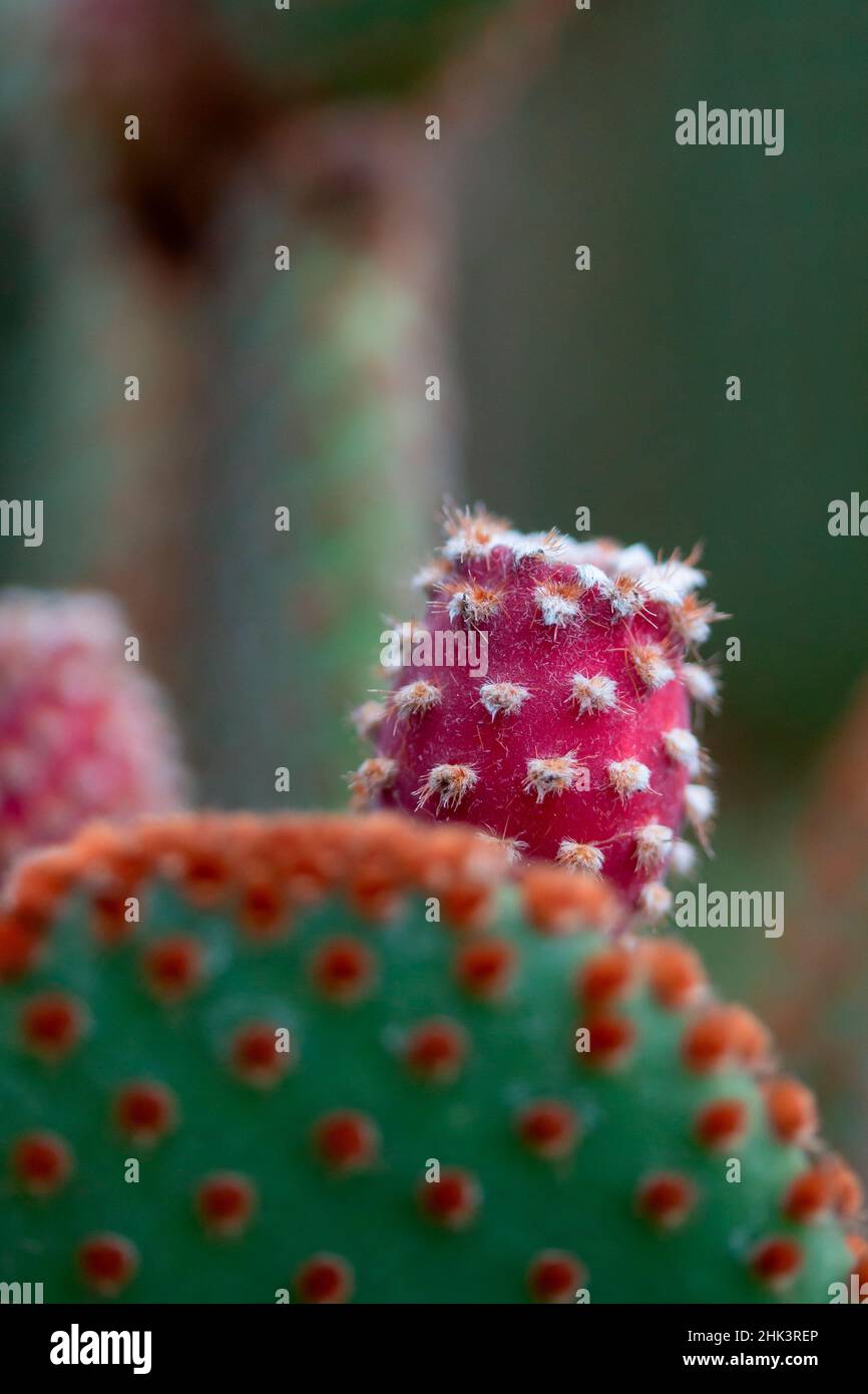 Polka dot Cactus (Opuntia microdasys var. rufida) Stock Photo