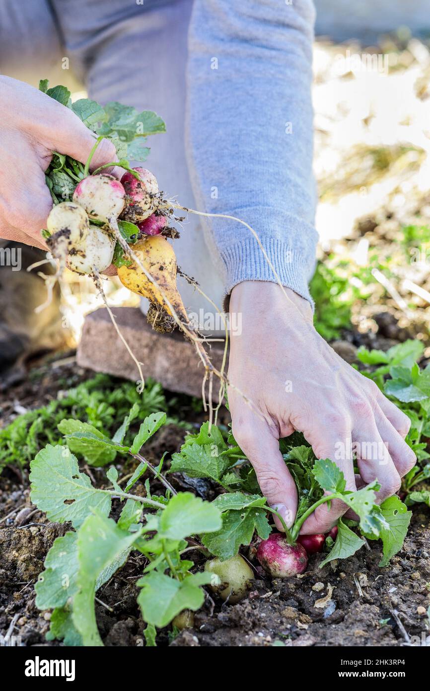 Harvesting radishes in summer Stock Photo Alamy