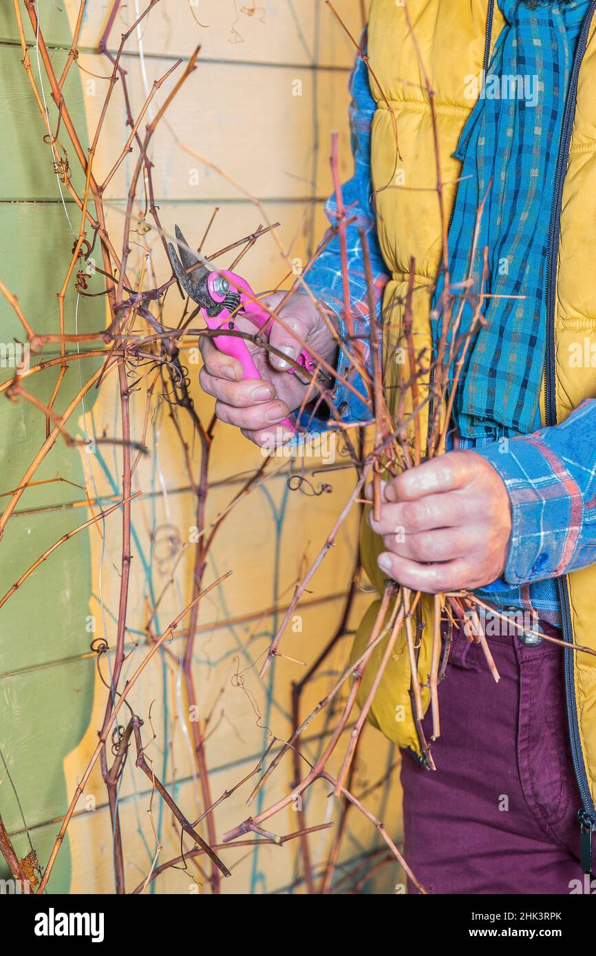 Man pruning a vine trained against a wall, in winter Stock Photo