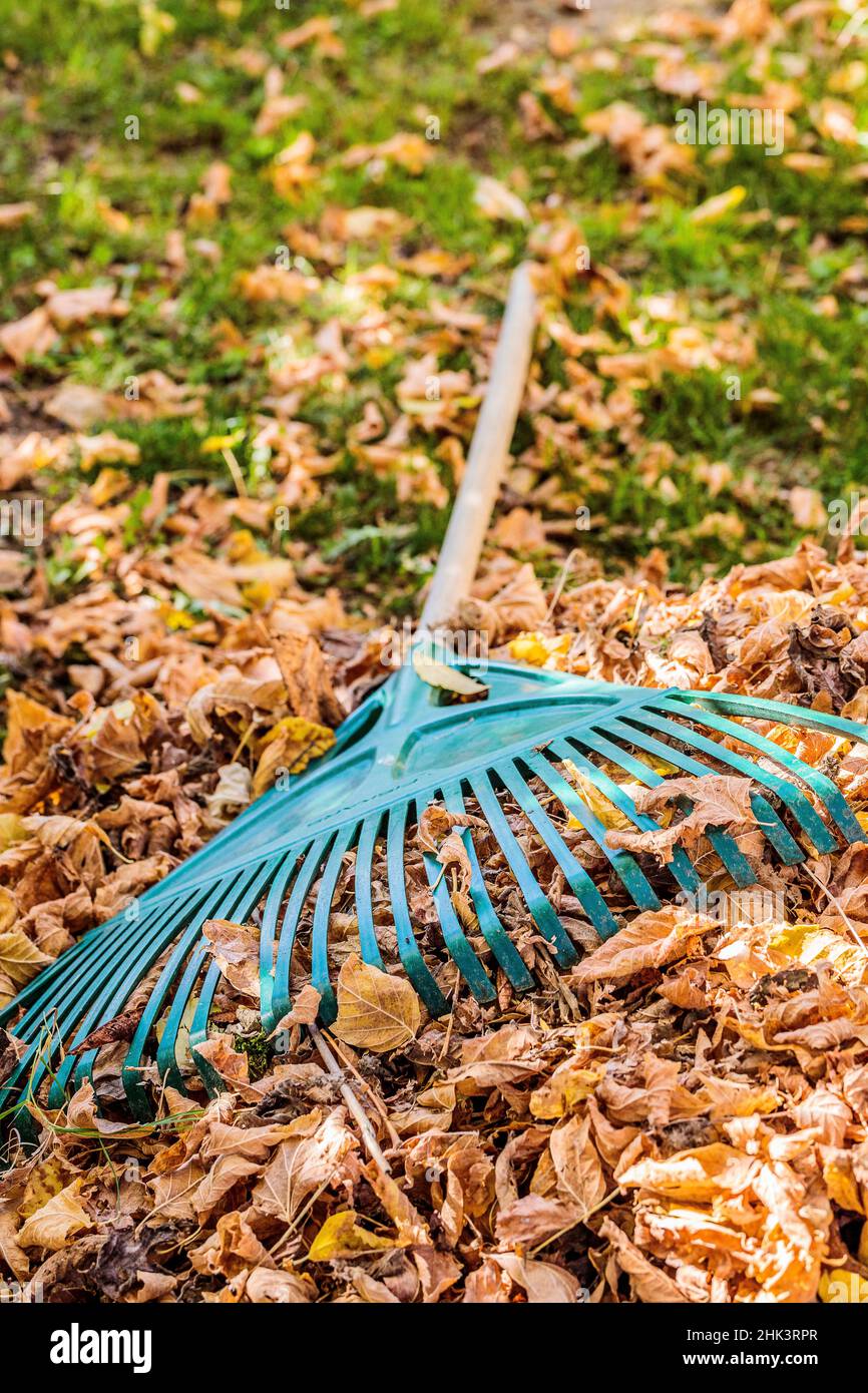 Pile of dead leaves and rake on a lawn in autumn Stock Photo Alamy