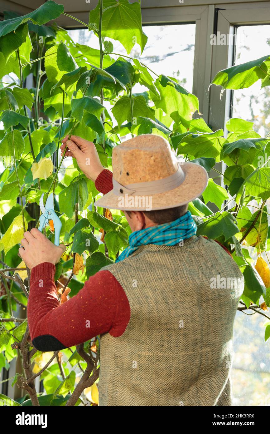 Man pruning an African linden, (Sparmannia africana) in winter in a veranda Stock Photo