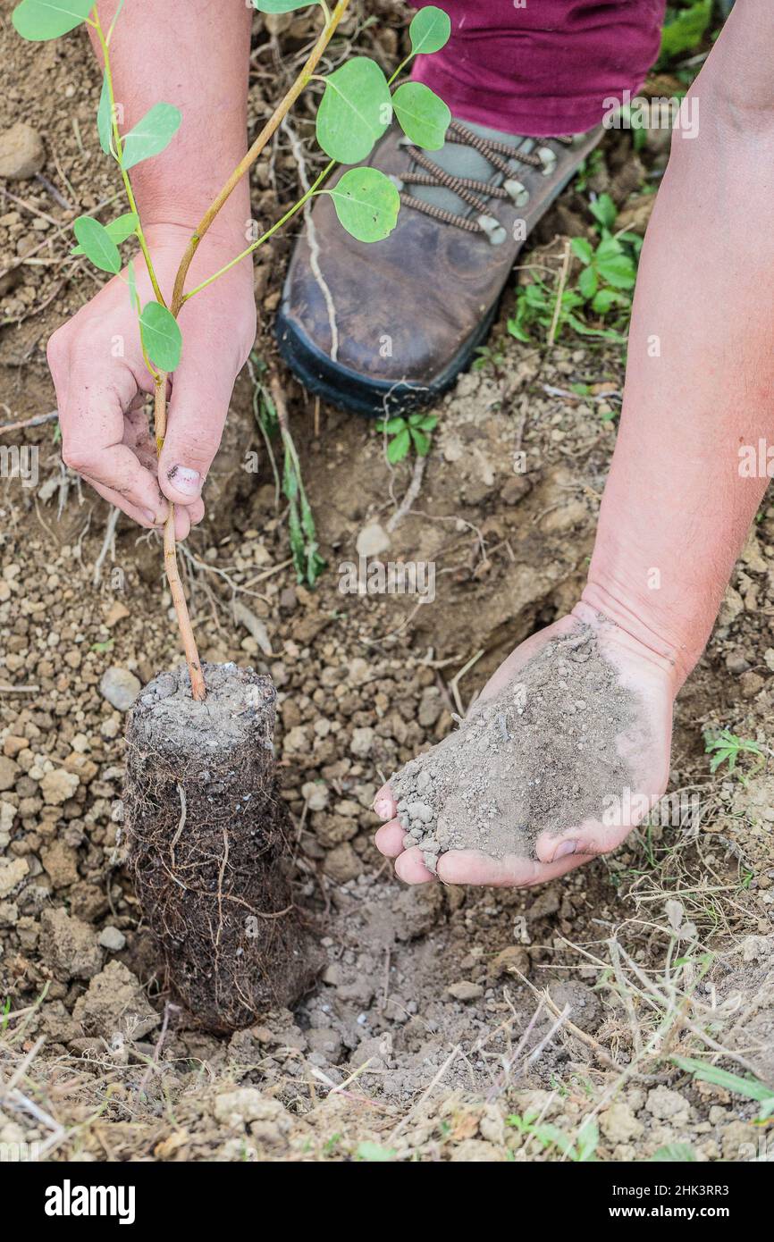 Application of an amendment to a young Eucalyptus plant at the time of planting. Stock Photo
