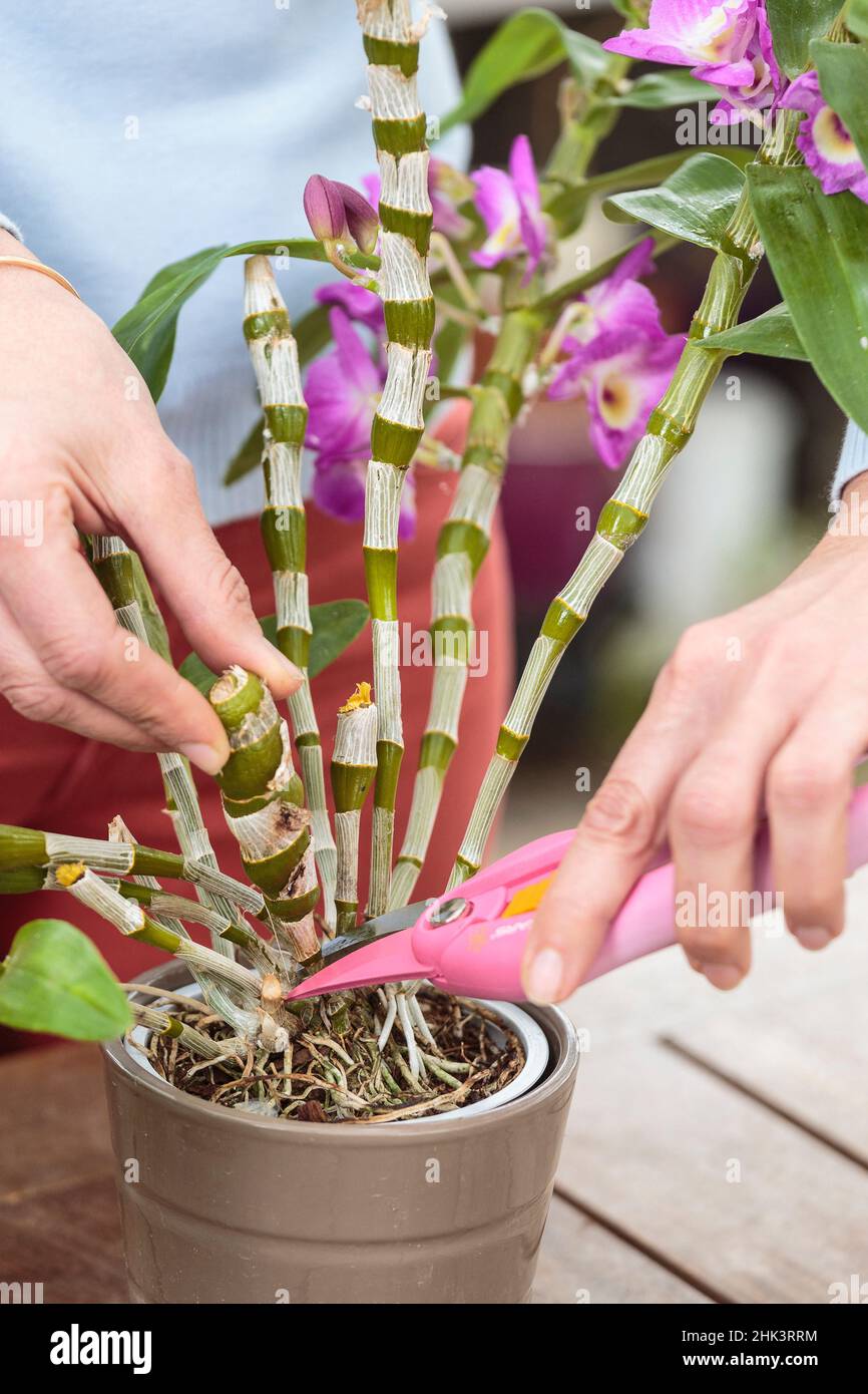 Cutting of an orchid (Dendrobium) with an old pseudobulb. 1: separation of the pseudobulb (pruning). Stock Photo