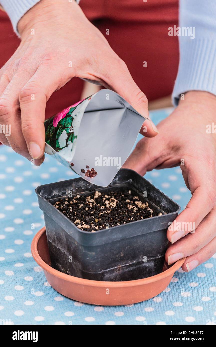 Sowing Persian cyclamen indoors step by step. Stock Photo
