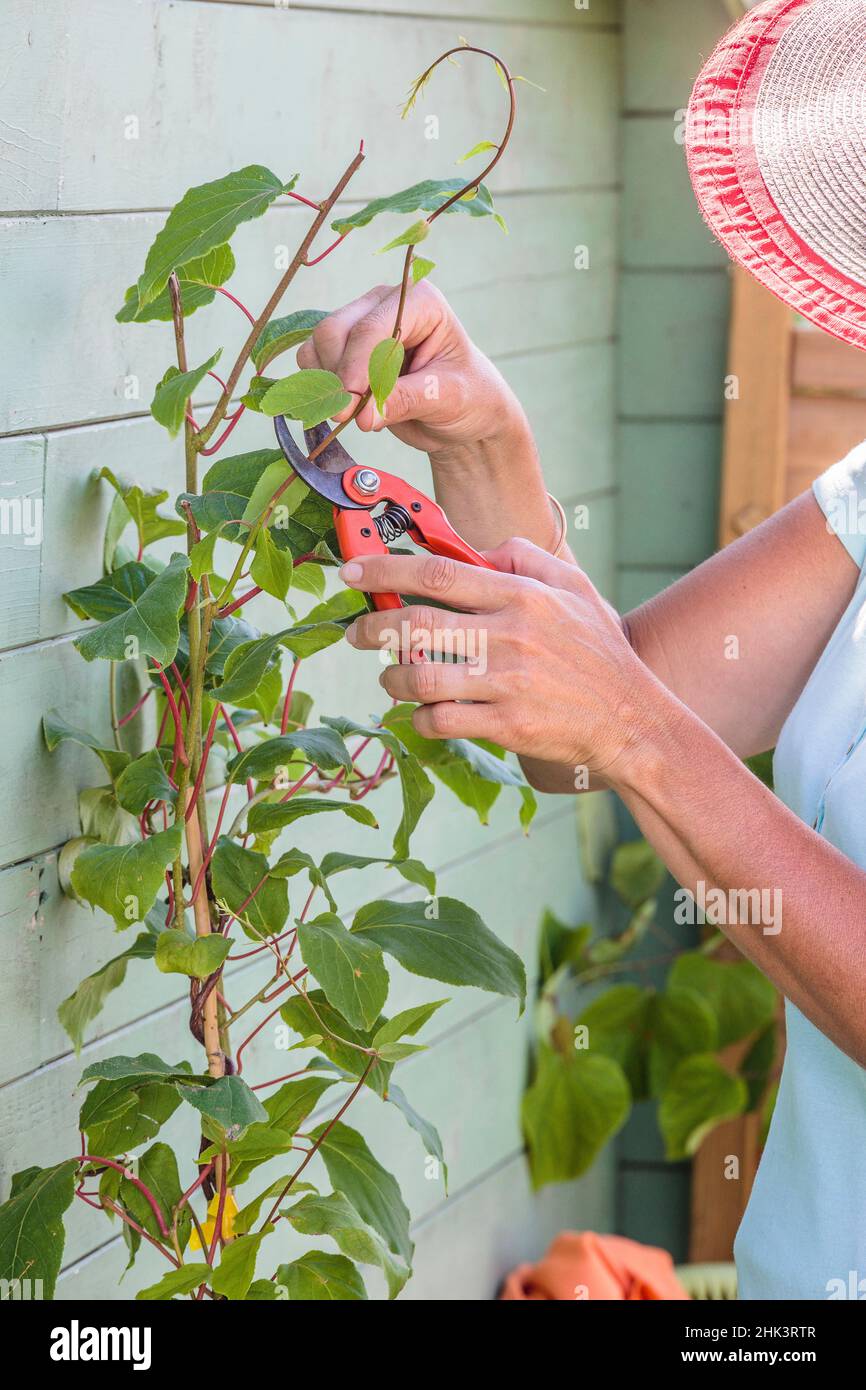 Woman cutting a Hardy Kiwi tree along a wall in summer. Stock Photo