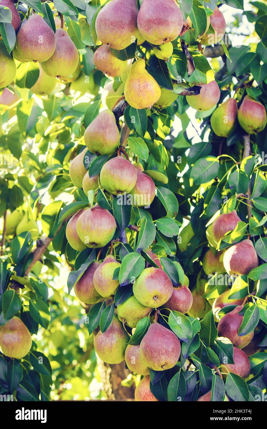 Pears on the tree. Selective focus. food and drink. Stock Photo