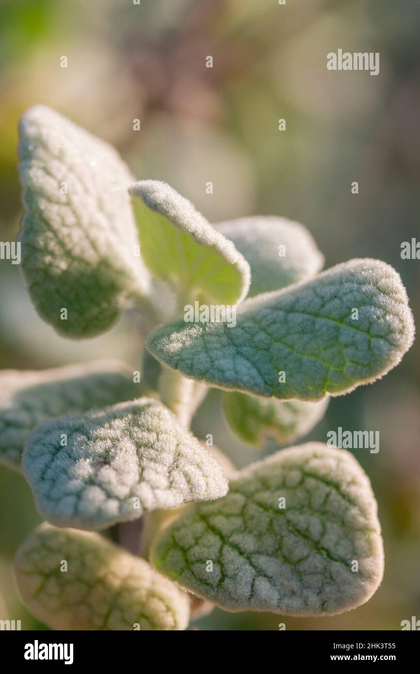 False dittany (Ballota pseudodictamnus) foliage Stock Photo
