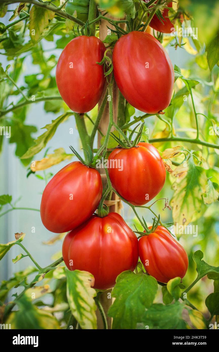 Bunch of 'Borsalina F1' tomatoes under cover, variety of the Albenga or Calabrian type. Stock Photo