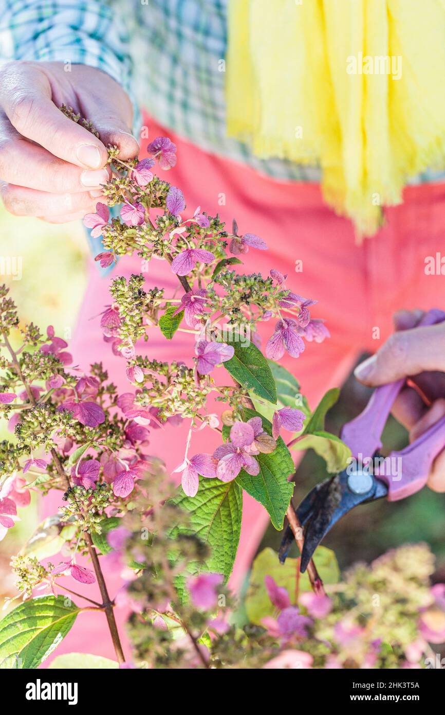 Man pruning a Hydrangea paniculata ' Phantom' at the end of the season