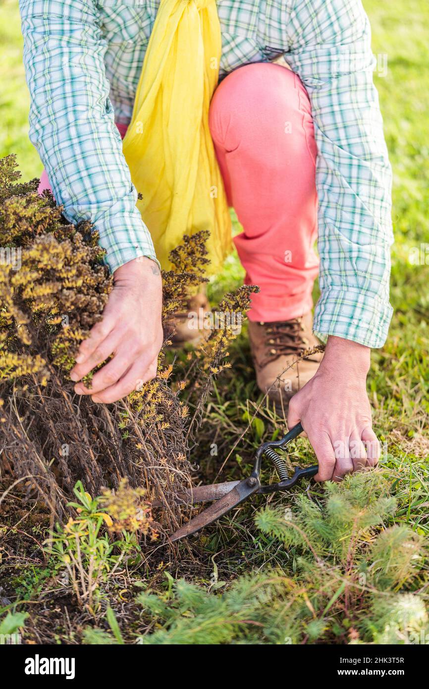 Man cutting back an aster in late autumn to prevent it from reseeding. Stock Photo