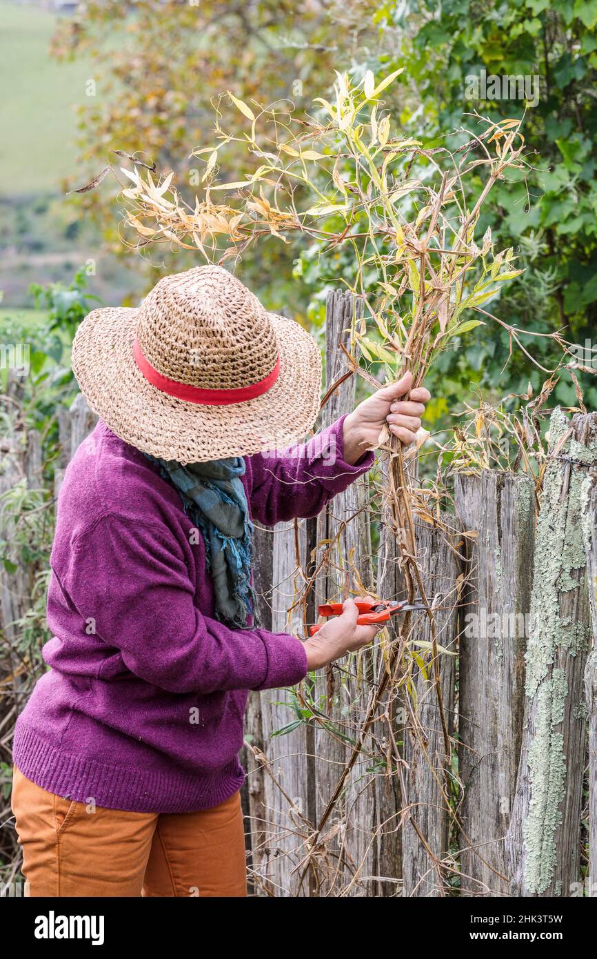 Woman cleaning the remains of a perennial sweet pea (Lathyrus latifolius). Stock Photo