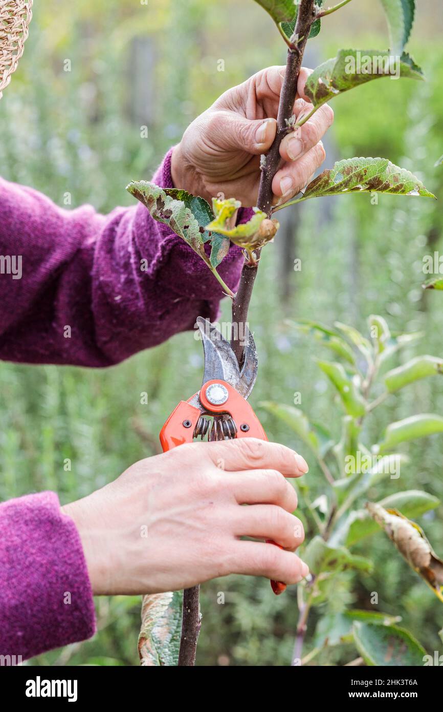 Woman performing structural pruning on a young apple tree. 3 Shorten