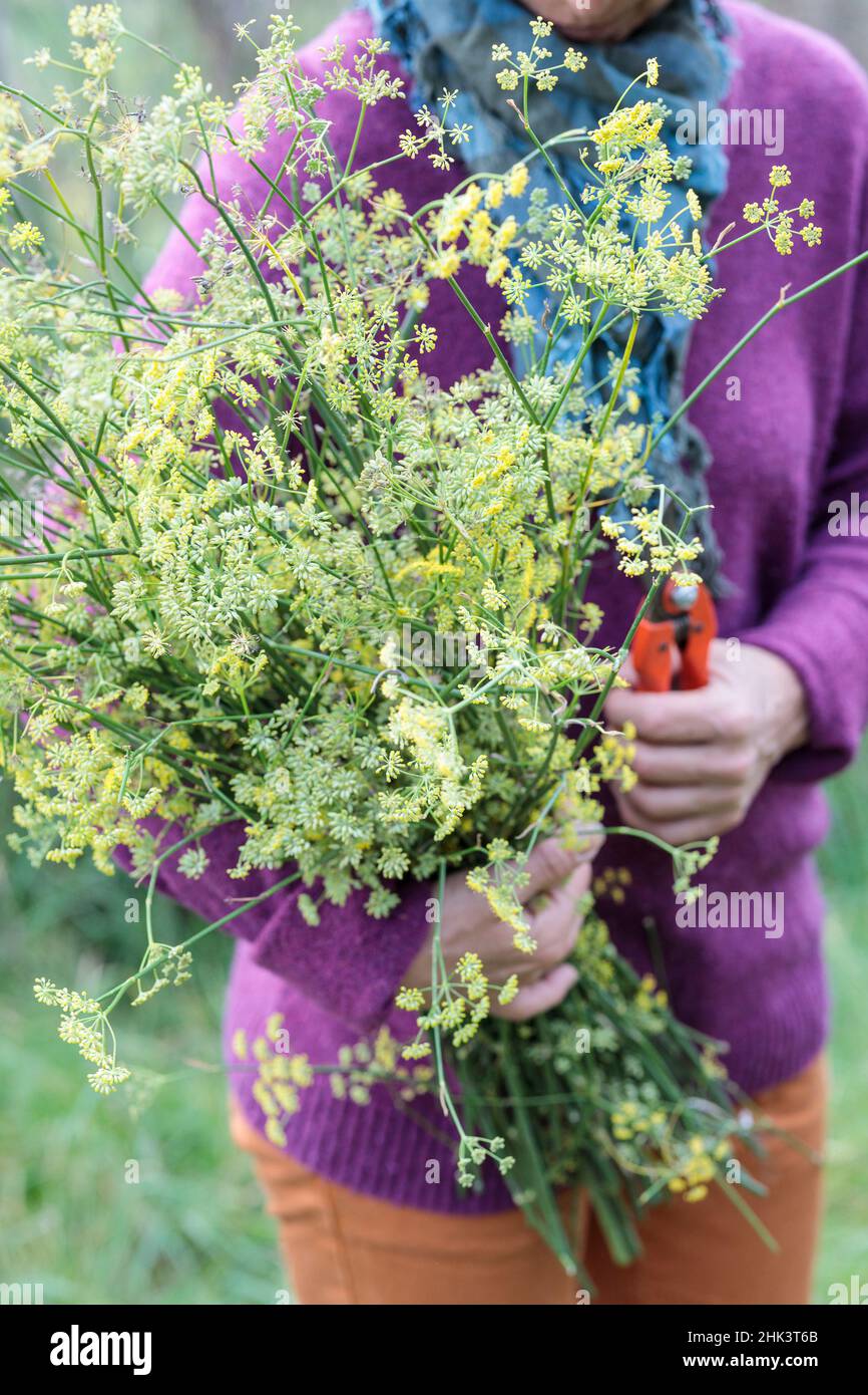Woman cutting perennial fennel stalks in autumn. Stock Photo