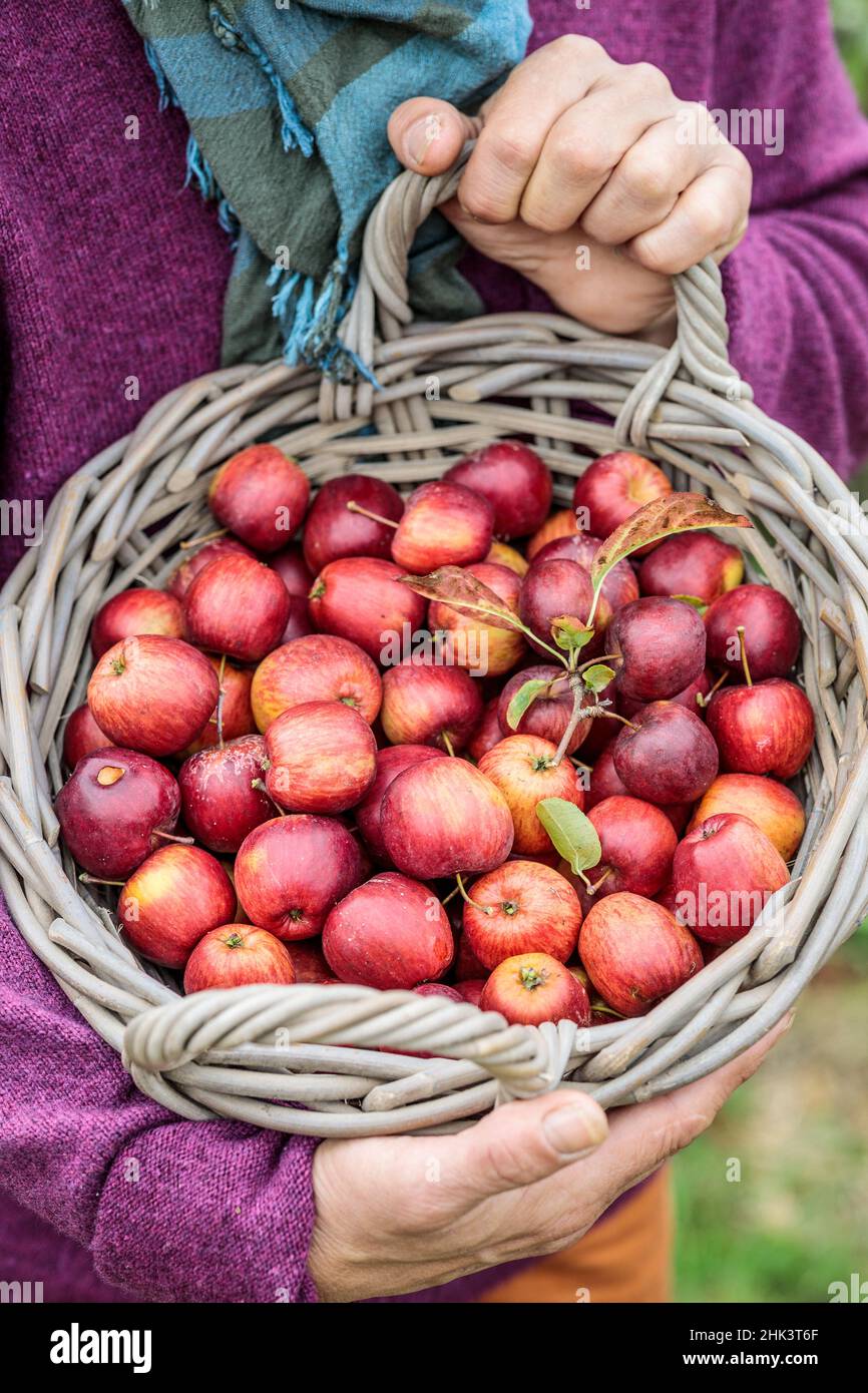 Woman holding a basket of harvested ornamental apples, for processing. Stock Photo
