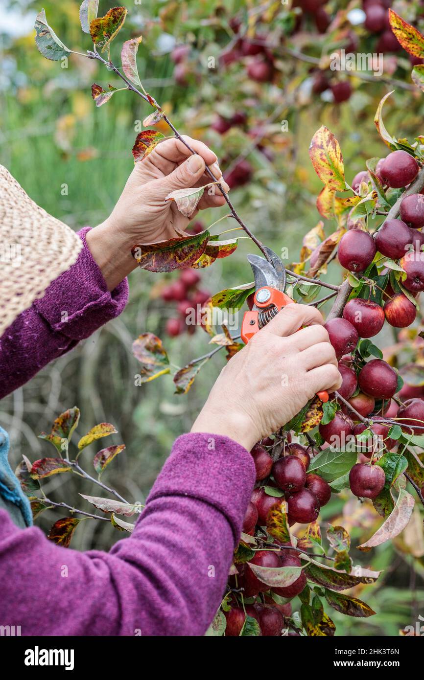 Woman removing the woody shoots from an ornamental apple tree covered in fruit, in autumn. Stock Photo