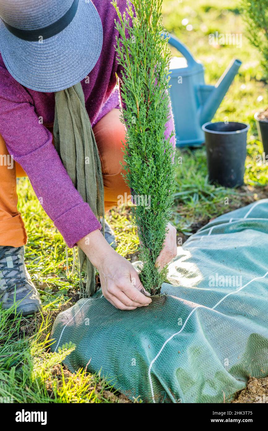 Planting a conifer hedge. Step 5 planting an Italian cypress 'Stricta